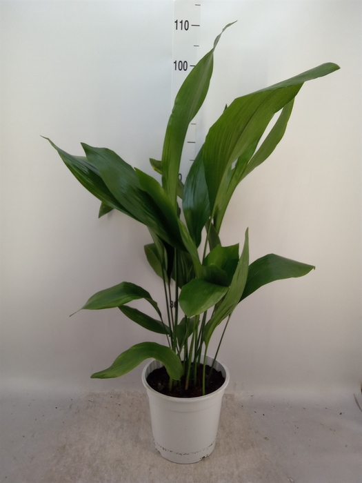 <h4>Aspidistra elat.</h4>