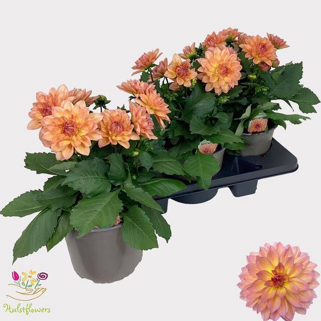 <h4>DAHL GARDEN PEACH</h4>
