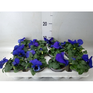 Viola wr. 'Alpha Blue wBlotch'