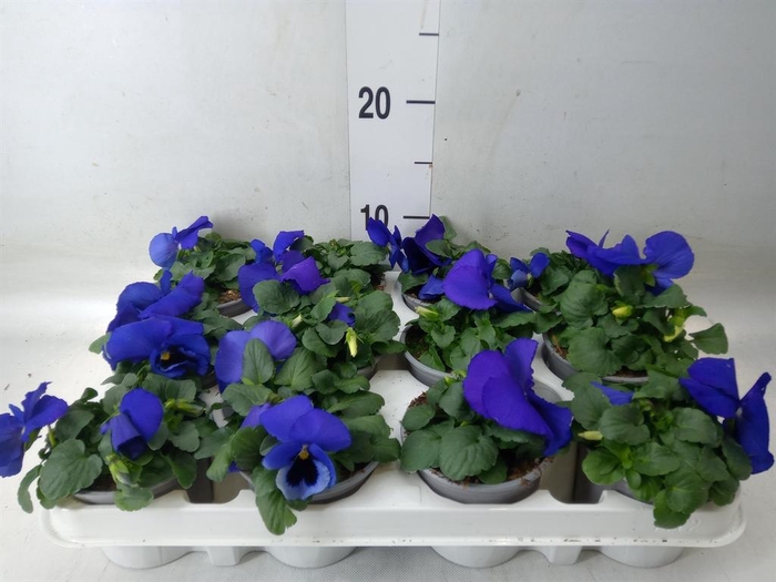 <h4>Viola wr. 'Alpha Blue wBlotch'</h4>