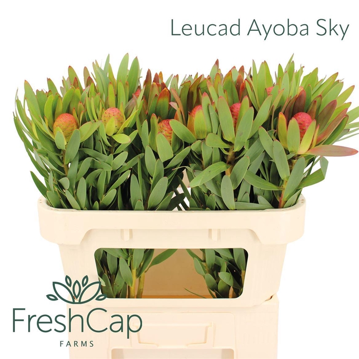 <h4>Leucad Ayoba Sky</h4>