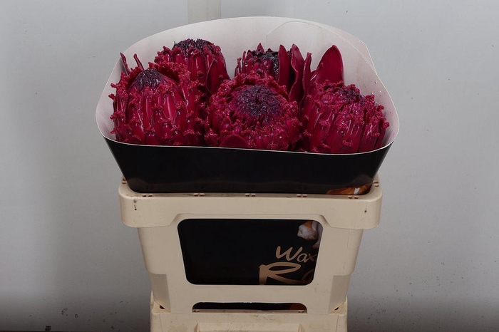 <h4>PROTEA PER BOS</h4>