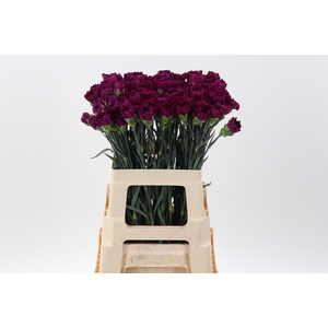 Di St Golem Purple 60cm