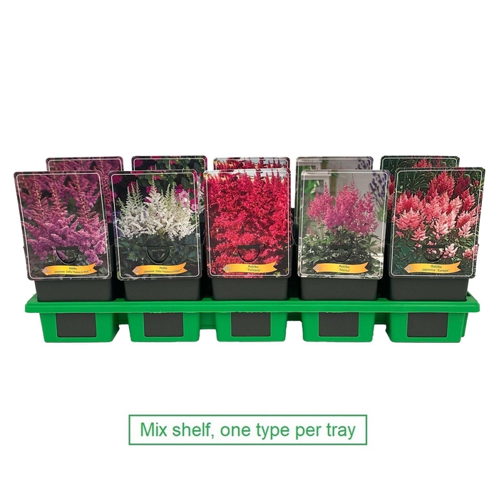 <h4>Astilbe</h4>