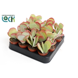 kalanchoë Thyrsiflora ( red lips )