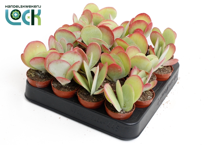 <h4>kalanchoë Thyrsiflora ( red lips )</h4>