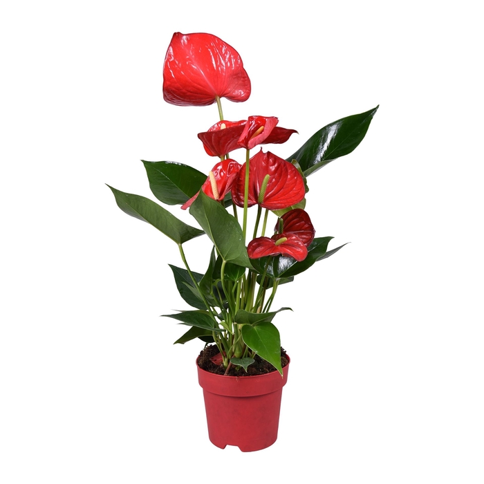 <h4>Anthurium andr. 'Minnesota'</h4>