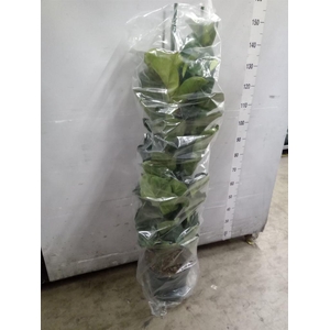 Ficus lyrata 'Bambino'