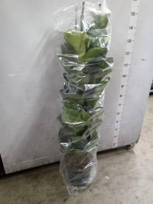 <h4>Ficus lyrata 'Bambino'</h4>