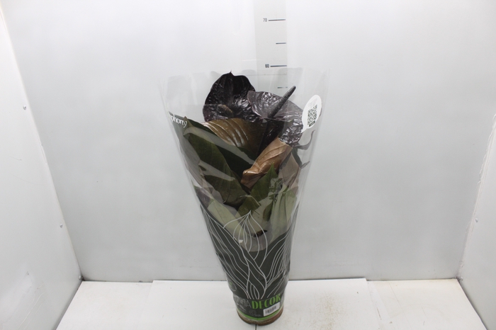 <h4>ANTHURIUM BLACK WINNER P17</h4>