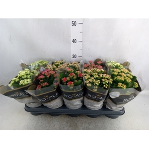 Kalanchoe blos. 'RoyalDon'   ..mix