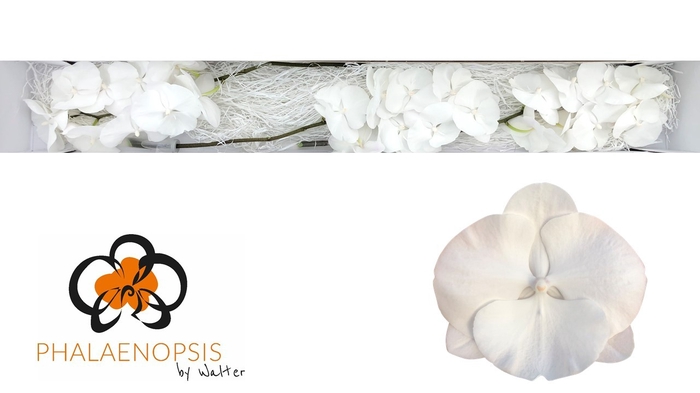 <h4>Phalaenopsis White Serenity</h4>