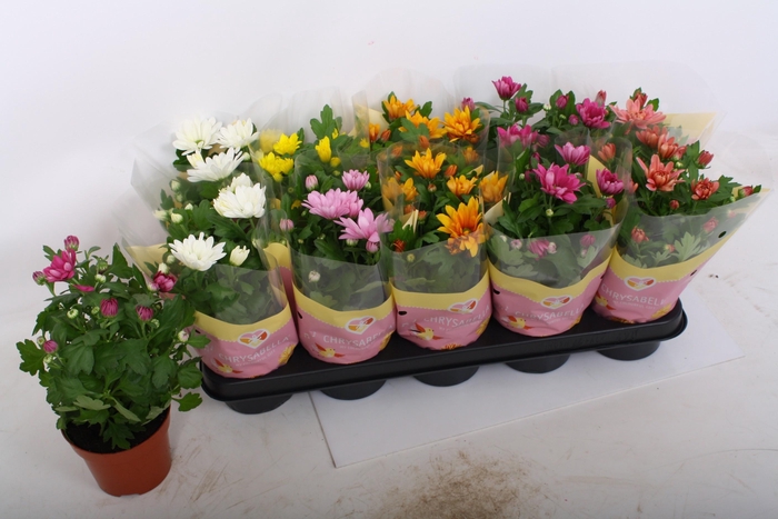 <h4>CHRYS GEM 6 KL</h4>