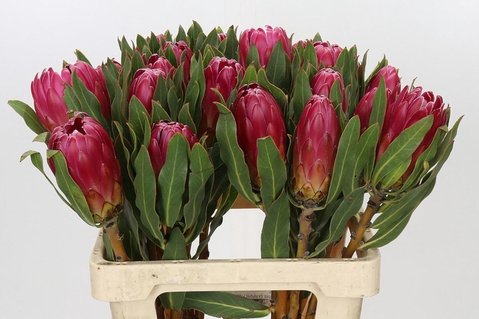 <h4>PROTEA BRENDA</h4>