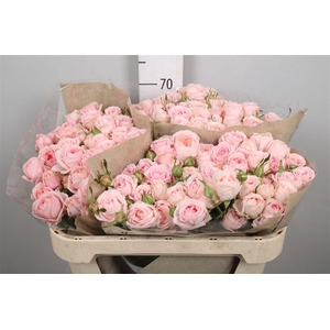 R Tr Fatal Attraction