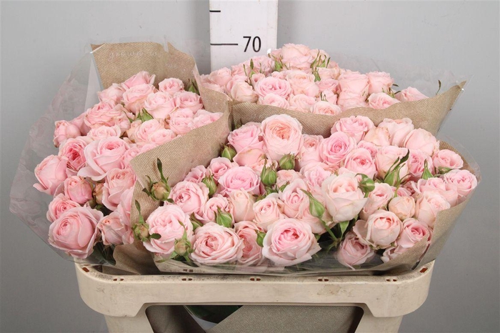 <h4>R Tr Fatal Attraction</h4>