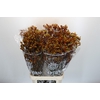 Anigozanthos Gold Fever