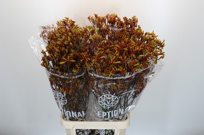 <h4>Anigozanthos Gold Fever</h4>