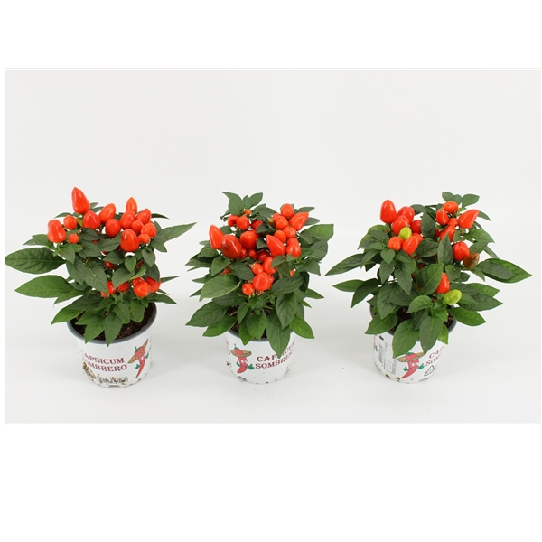 <h4>Capsicum Sombrero Mambo Oranje 12cm</h4>