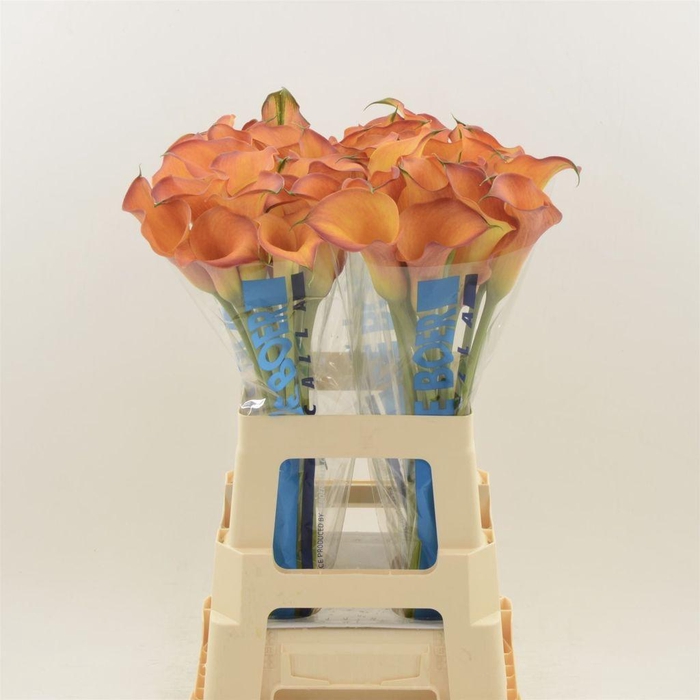 <h4>Zantedeschia captain odeon</h4>