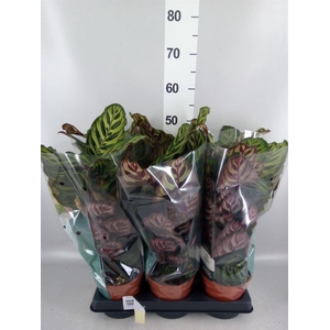 Calathea makoyana