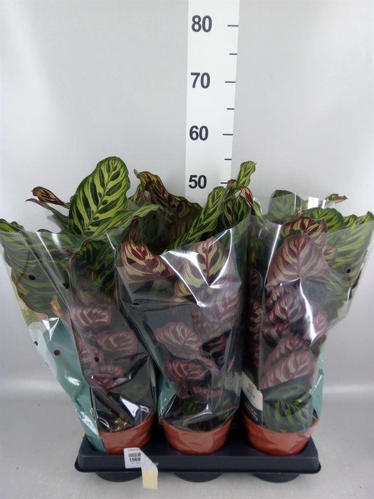 <h4>Calathea makoyana</h4>