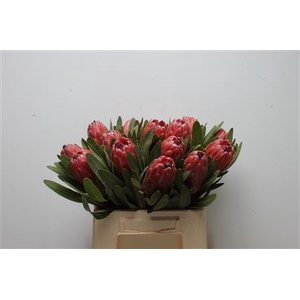 Protea Red Ice