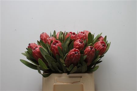 <h4>Protea Red Ice</h4>