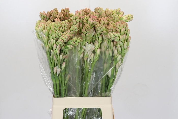 <h4>Polianthes Tuberosa</h4>