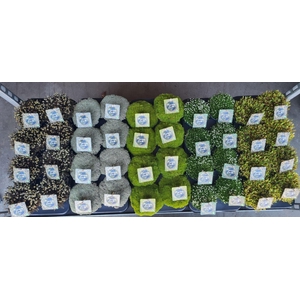 Vaste planten overig