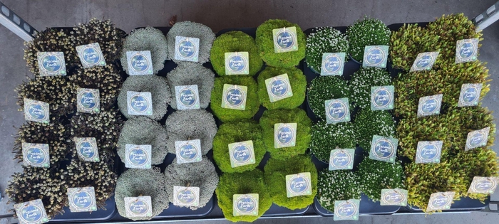 <h4>Vaste planten overig</h4>