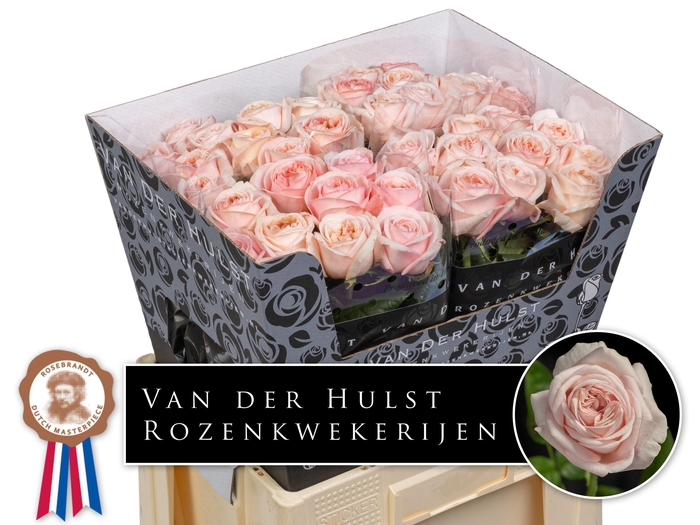 <h4>Rosa GR 'Tres Jolie'</h4>