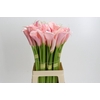 Zantedeschia Eydolls Pink