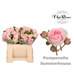 R TR POMPONE SUMMERH