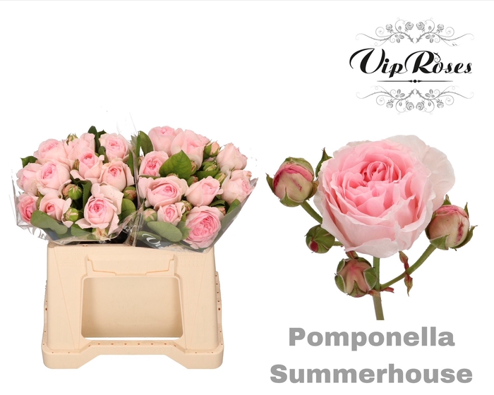 <h4>R TR POMPONE SUMMERH</h4>