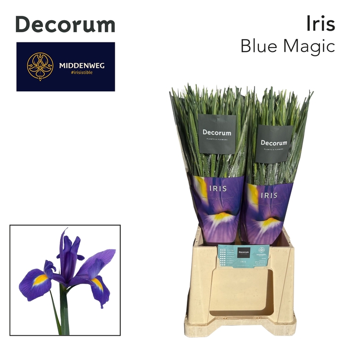 <h4>Iris Iris Blue Magic</h4>