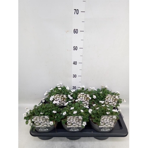 Erodium reichardii 'Album'