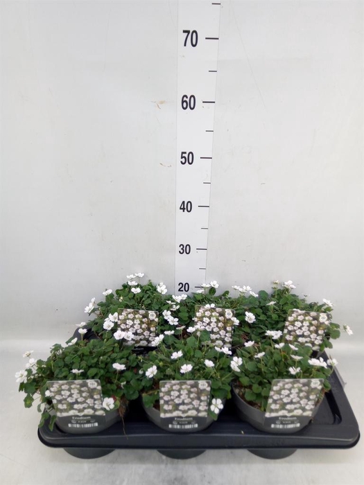 <h4>Erodium reichardii 'Album'</h4>