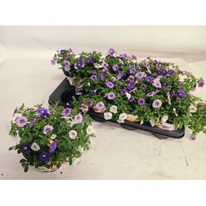 CALIB TRIOB P GEM PT