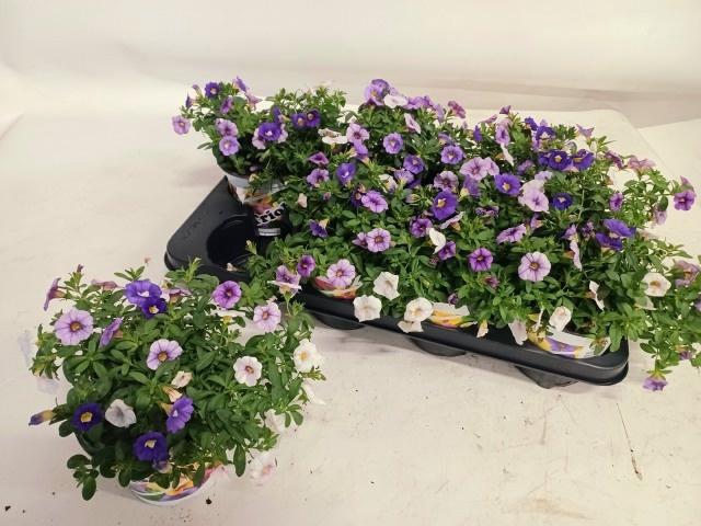 <h4>CALIB TRIOB P GEM PT</h4>