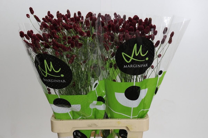 Sanguisorba officinalis Red Dream