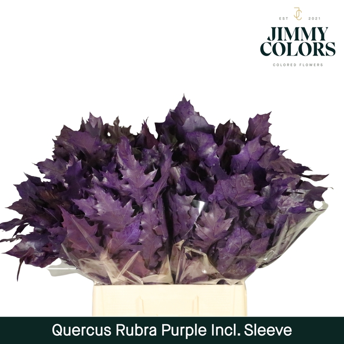 <h4>Quercus Rubra sleeve L60 Paars</h4>