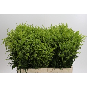 Solidago Tara Gold