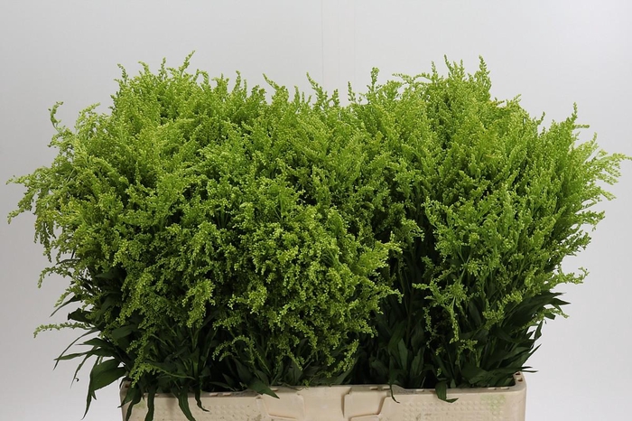 <h4>Solidago Tara Gold</h4>