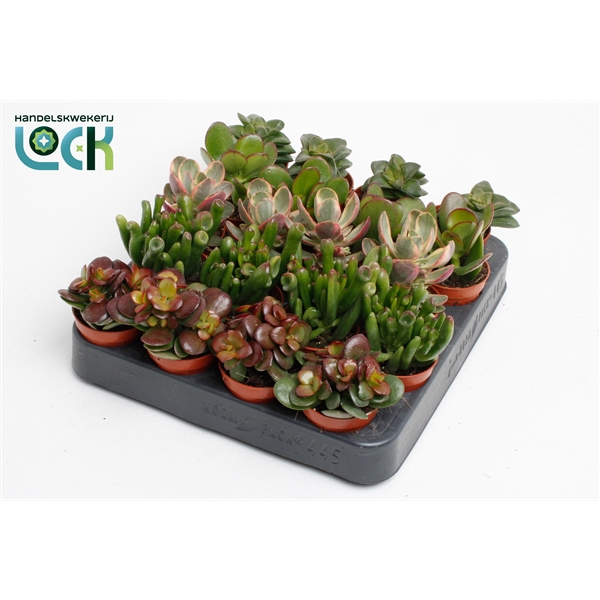 <h4>Crassula Mix</h4>