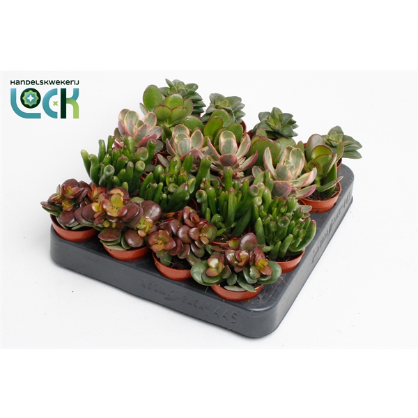 <h4>Crassula mix</h4>