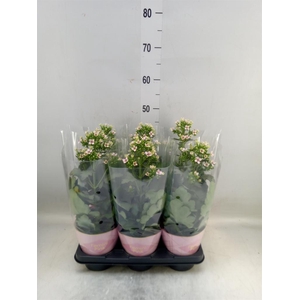Kalanchoe blos. 'Feminine Pink'