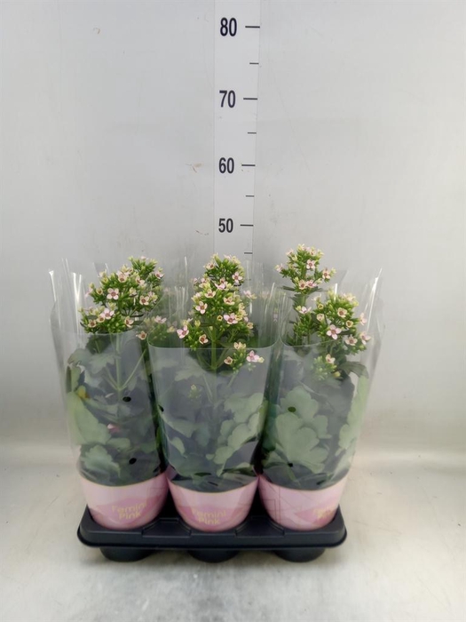 <h4>Kalanchoe blos. 'Feminine Pink'</h4>