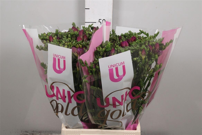 Fr Du Purple King (op Kleur!)