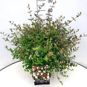 Abelia grandiflora C10